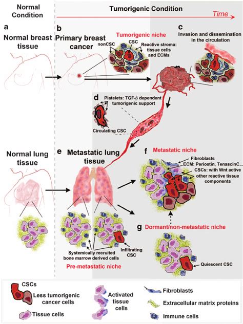 schematic representation of a breast cancer undergoing a metastatic