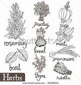 Herbs Coloring Herb Pages Thyme Shutterstock Herbal Culinary Pic Set Drawing Sketches Illustration Spices Vector Stock Choose Board Lightbox sketch template