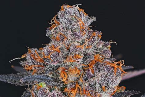 essential guide   cannabis buds  ready  harvest ed