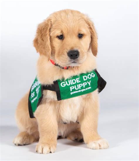 guide dogs   blind  twitter cute guide dog puppies  thread guidedogsfortheblind