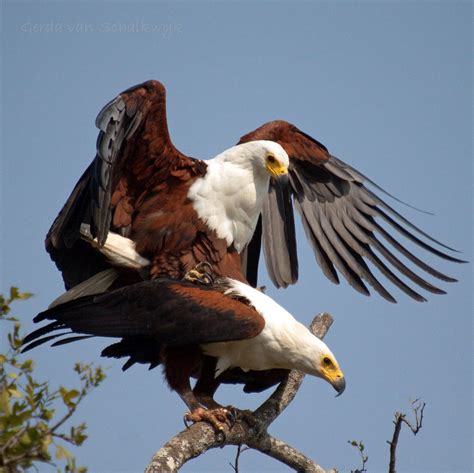 african fish eagles mating african fish eagles haliaeetus flickr