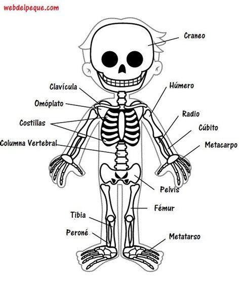 resultado de imagen  dibujos de los huesos del cuerpo humano