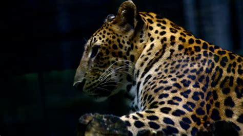 indochinese leopard stock video footage
