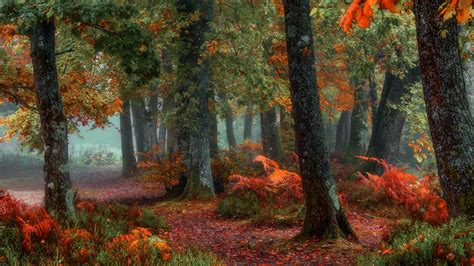 zdjecie jesien  lesie