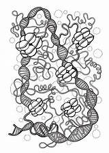 Dna Coloring Pages Histones Genetics Heredity Gene Biology Etsy Science Activity Colouring Template Painting Details sketch template