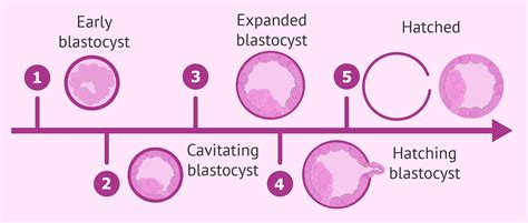 blastocyst embryo development stages