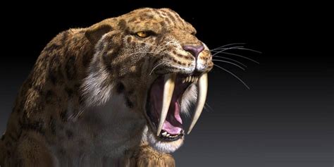 saber toothed tiger smilodon dinoanimalscom