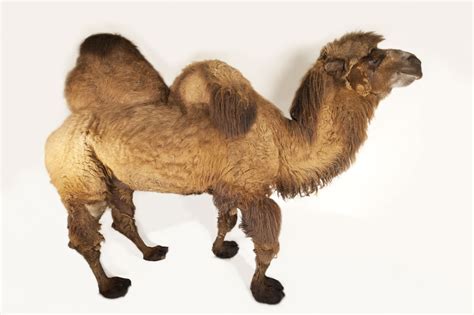 camel images sf wallpaper