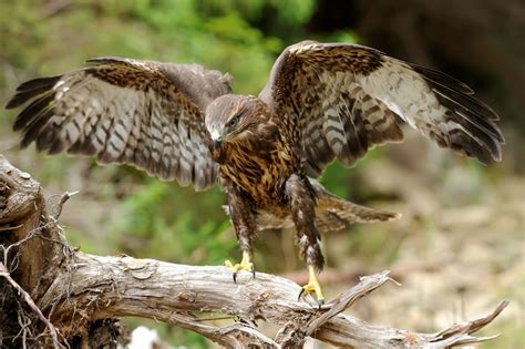 hawks  colorado  birds  prey species  behold
