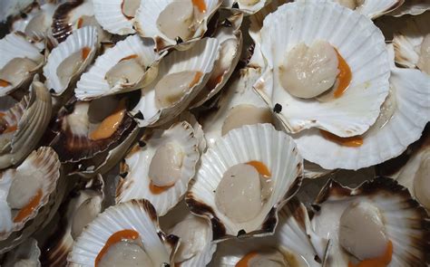 whats  difference  bay  sea scallops