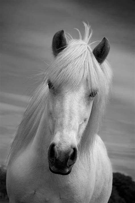 horse photo black  white horse home decor white horse