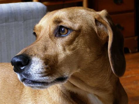 black  tan dachshund beagle mix lsanpiero