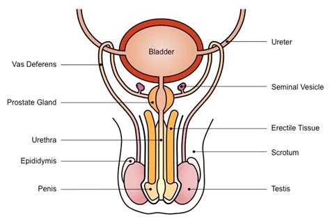 The Male Reproductive System Flashcards Easy Notecards
