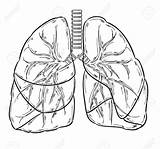 Lungs Drawing Lung Human Clipart Sketch Cancer Blood Dripping Getdrawings Vector Illustration Draw Royalty Drawings Paintingvalley Webstockreview sketch template