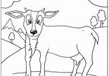 Coloring Goat Pages Cute Library Clipart sketch template