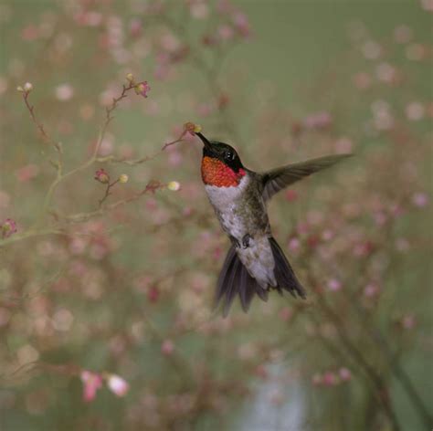 bulletin  understanding ruby throated hummingbirds  enhancing