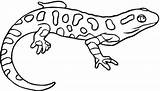 Salamandra Salamander Newt Kolorowanki Dibujos Anfibios Eastern Disegni Amarillas Motas Anfibi Jaszczurki Yellow Supercoloring Plamista Colorare Salamandras Amphibian Kolorowania Kolorowanka sketch template