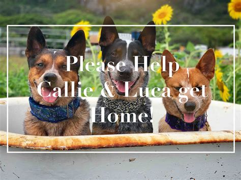 Fundraiser By Carissa Johnson Getting Callie And Luca Home