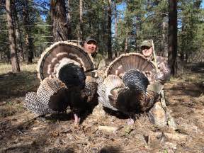 turkey hunt starts   turkey numbers growing cedar city news