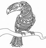 Toucan Coloring Pages Adult Printables Zen Pattern Rocks sketch template