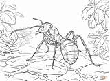 Coloring Pages Ant Ants Picnic Red Printable Wood Clipart Popular Library Coloringhome sketch template