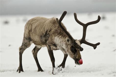 focus rudolph  red nosed reindeer