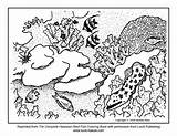 Reef Coloring Coral Great Barrier Pages Fish Kauai Drawing Ecosystem Color Ocean Sheets Kids Printable Drawings Getdrawings Getcolorings 2kb 612px sketch template