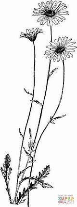 Tattoos Margeriten Rib Coneflower Forearm Chrysanthemum Oxeye Leucanthemum Trendy Tat Sanskrit Designlooter Placement Supercoloring Cage Pens Kategorien Henna sketch template