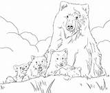 Grizzly Cubs Orso Cub Cucciolo Orsi Mammifère Disegnare sketch template