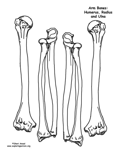 images  arm anatomy worksheets printable skeleton bones