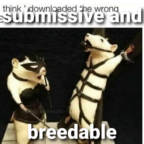 submissive  breedable meme daily status