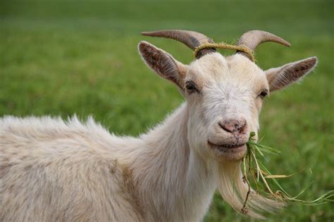 kambing makan rumput cerita lucu komik lucu  humor terbaru
