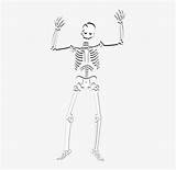 Skeleton Skull Coloring Halloween Human Book Pngkey วาด กระ ด โครง sketch template
