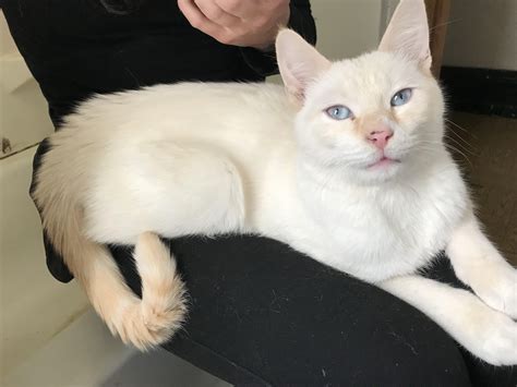flame point siamese snow rflamepoints