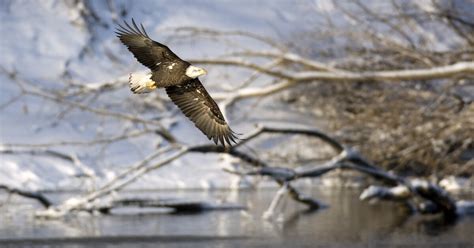 bald eagle population growth rate limited by chronic lead exposure