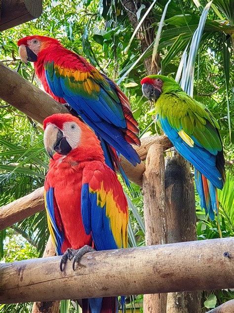 parrot bird jungle