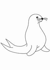 Seal Coloring Artic Animal sketch template