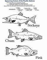 Salmon Sockeye Coloring 63kb 301px sketch template