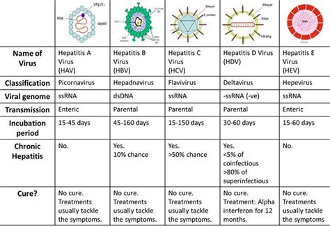 Hepatitis Virus Table