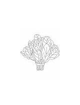 Spinach Coloring Leaves Vegetable sketch template