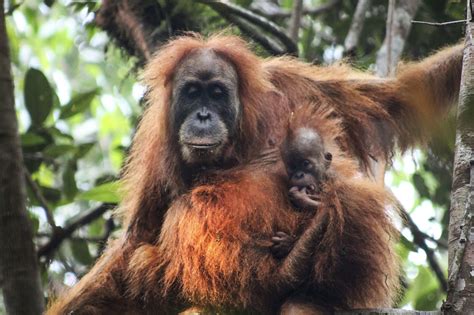 asi es el tapanuli la nueva especie de orangutan encontrada en sumatra