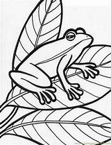 Frog Ranas Amphibian Pintar Preschoolers sketch template