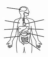 Body Human Printable Anatomy Outline Kids Organs Parts sketch template