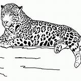 Coloring Pages Animal Realistic Printable Animals Jaguar Outline Print Grassland Clipart Kids Sheets Drawing Color Wildlife Safari Library Teenagers Getcolorings sketch template