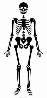 Skelett Esqueleto Scheletro Ausmalen Colorare Malvorlage Ausmalbilder Malvorlagen Kinderbilder Ultracoloringpages sketch template