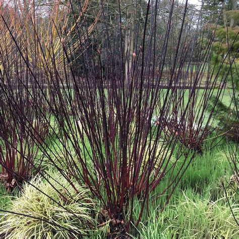 cornus alba kesselringii buy purple stemmed dogwood shrubs