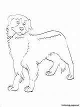 Coloring Bernese Mountain Dog Pages Getdrawings sketch template