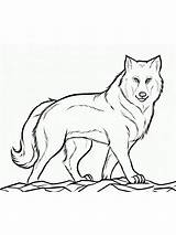 Lobos Hunting Printable Lobo Fishers Weasel sketch template