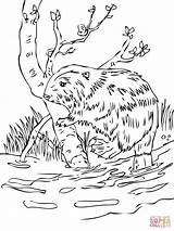 Castor Colorir Beavers Beaver Oregon Imprimir Colorironline sketch template