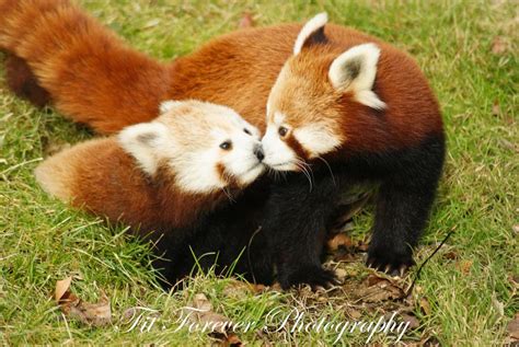panda kiss red panda cute animals beautiful cute baby animals